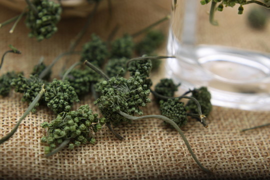 云南中草藥三七花