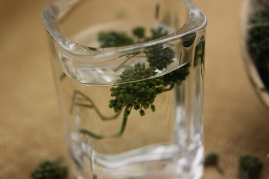 云南中草藥三七花