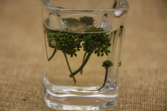 云南中草藥三七花