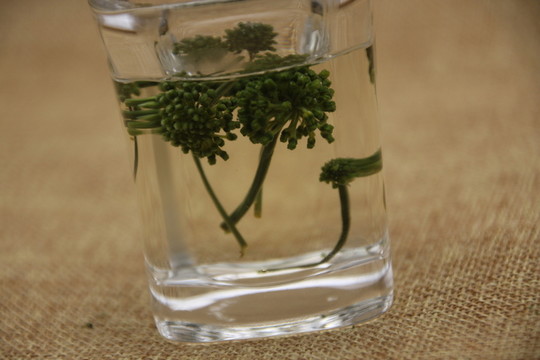 云南中草藥三七花