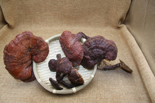云南中草藥野生靈芝
