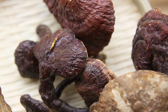 云南中草藥野生靈芝
