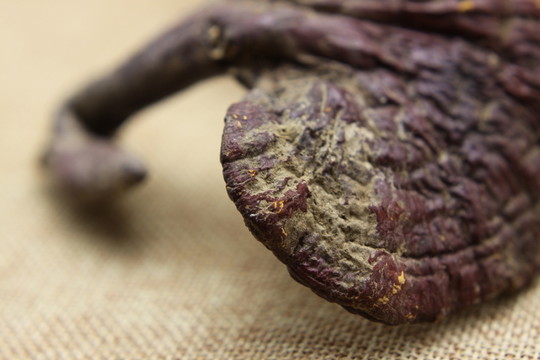 云南中草藥野生靈芝