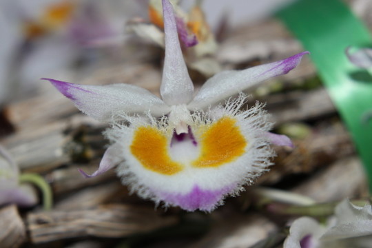 紫皮石斛花