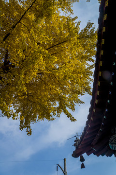 古建筑 銀杏樹