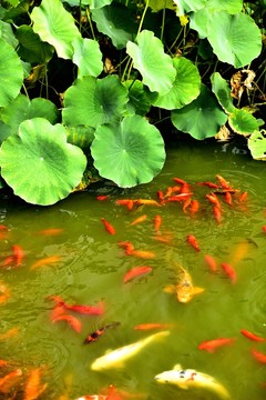 荷塘游魚