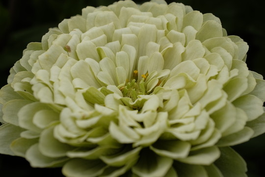 靜物攝影鮮花花卉素材