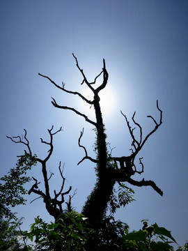 枯樹(shù)
