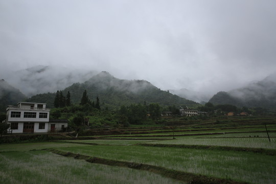 田野