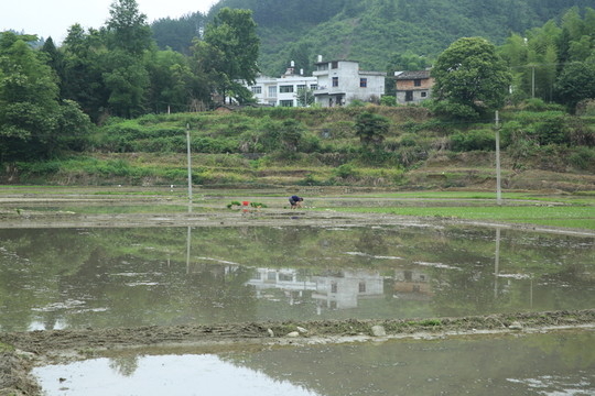 田野
