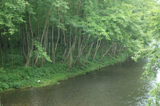 河邊 樹林
