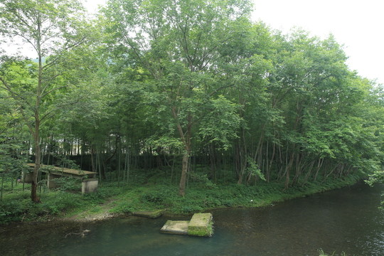 河邊的樹林