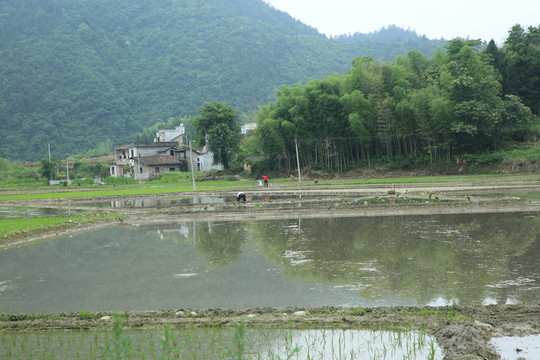 田野