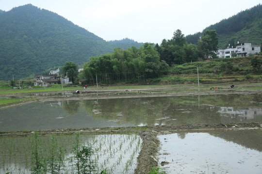 田野