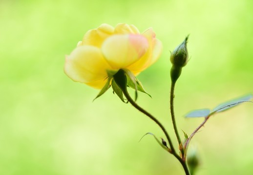 小黃花