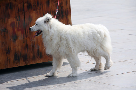小狗 動物