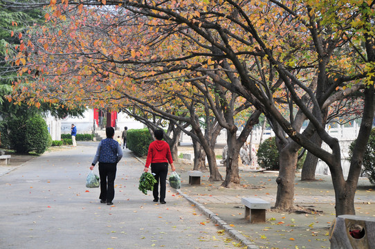 秋天的公園