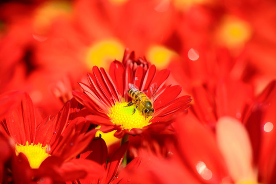 蜜蜂采蜜
