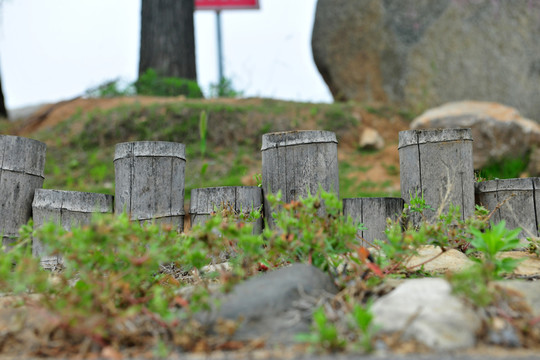 竹子造景  園林景觀