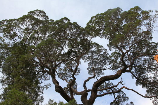 綠樹剪影