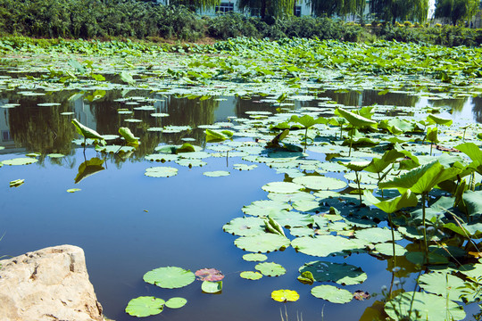 荷花池 水池 水塘