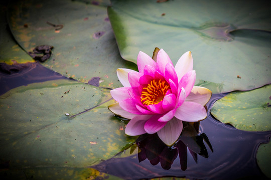 蓮花