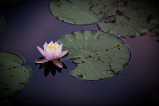 蓮花