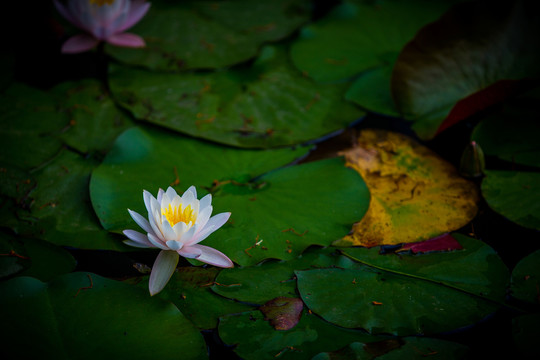 蓮花