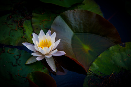 蓮花