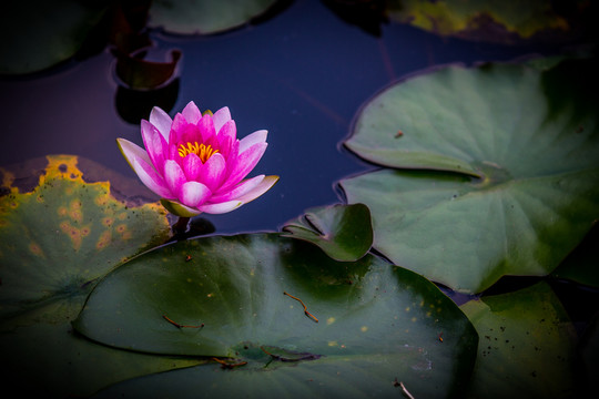 蓮花
