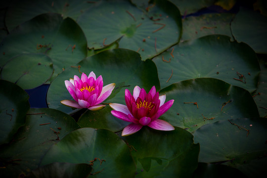 蓮花