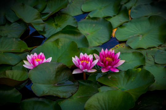 蓮花