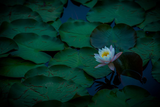 蓮花