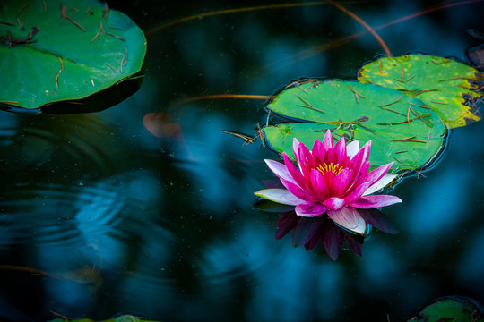 蓮花