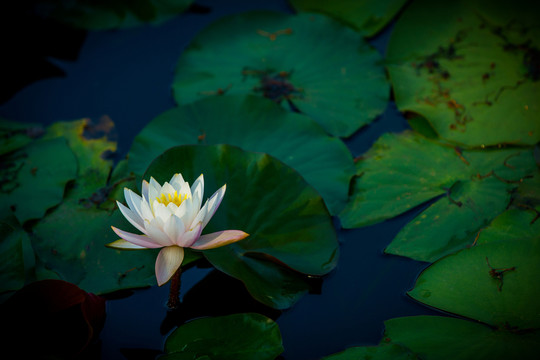蓮花
