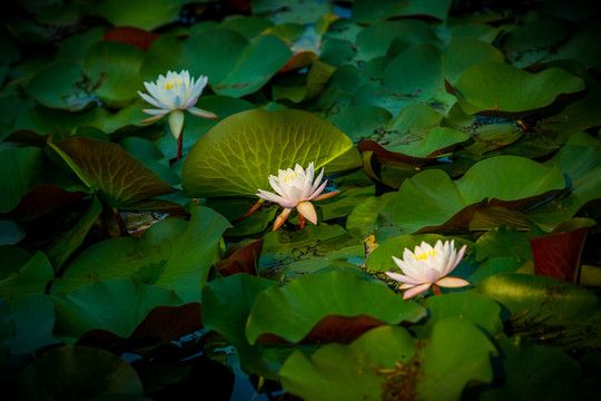 蓮花