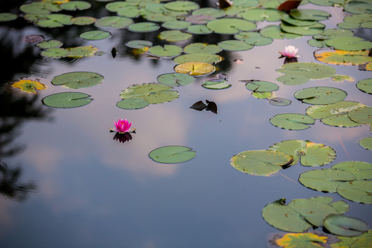 蓮花
