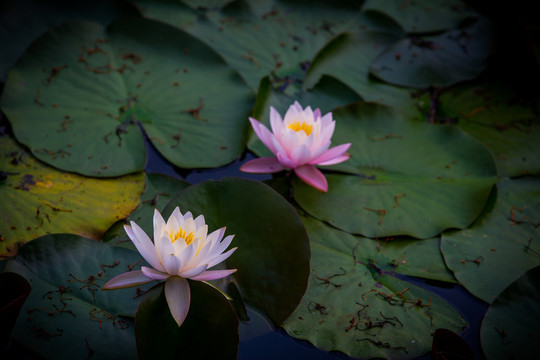 蓮花