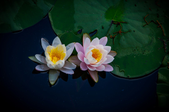蓮花