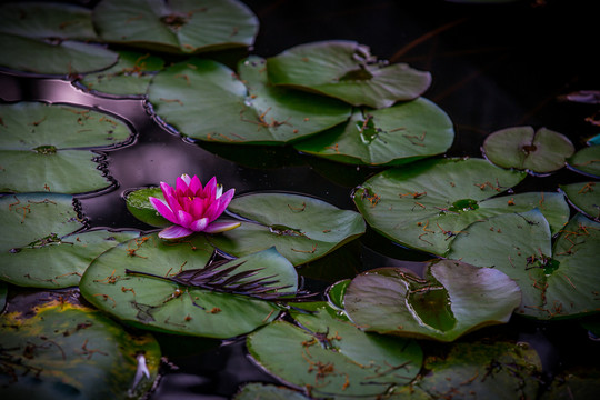 蓮花