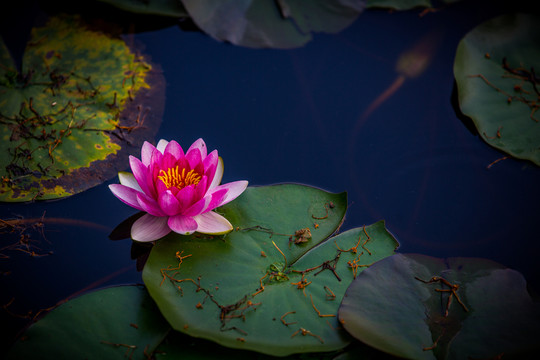 蓮花