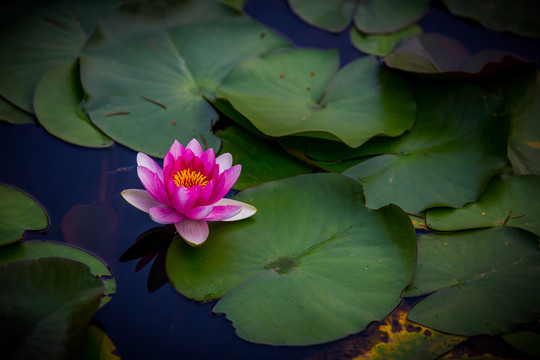 蓮花