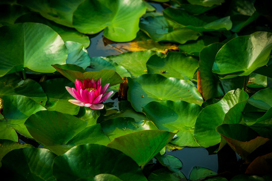 蓮花