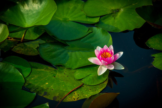 蓮花