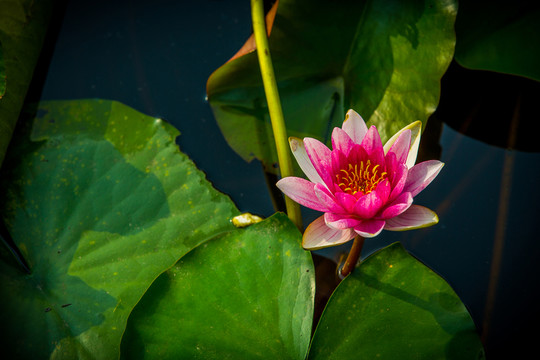 蓮花