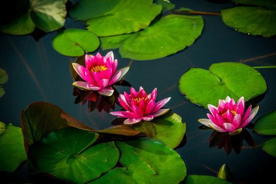 蓮花
