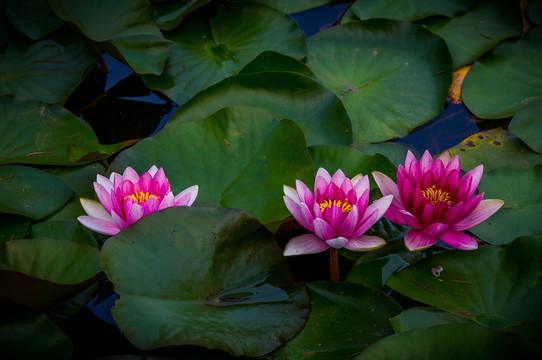蓮花