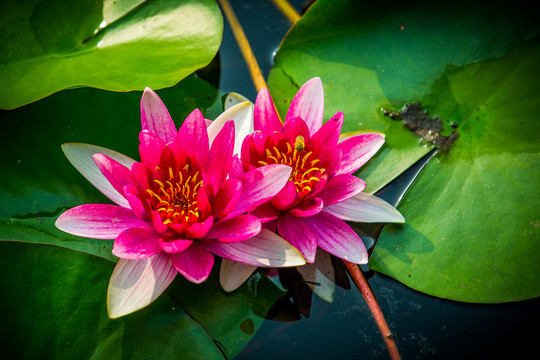 蓮花