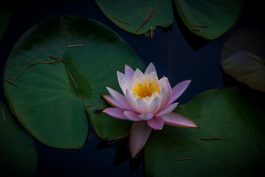 蓮花