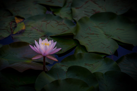 蓮花
